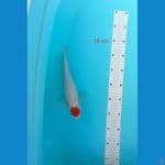 tancho kohakhu 26 cm