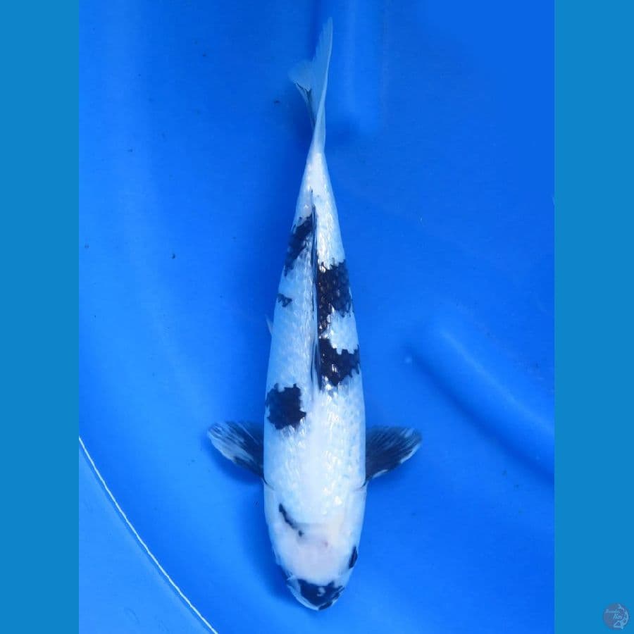 30cm , Full ginrin Shiro
