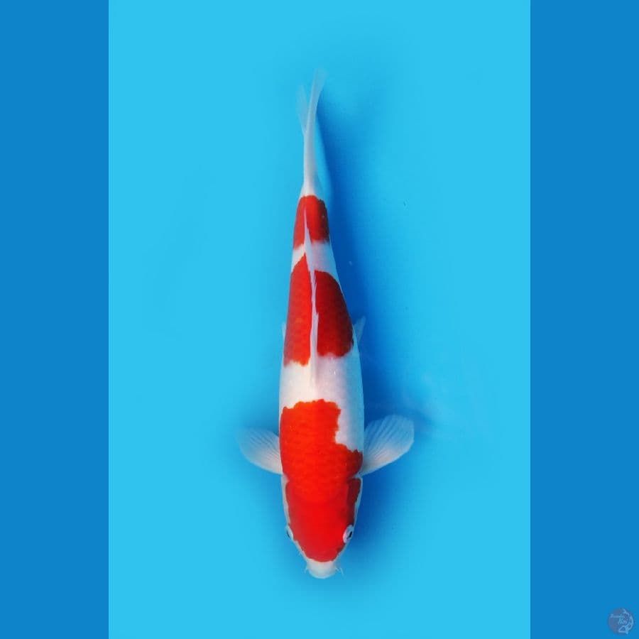 Super Kohaku SQ