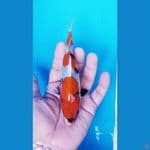 MINION SHOWA PROSPEK 16 CM