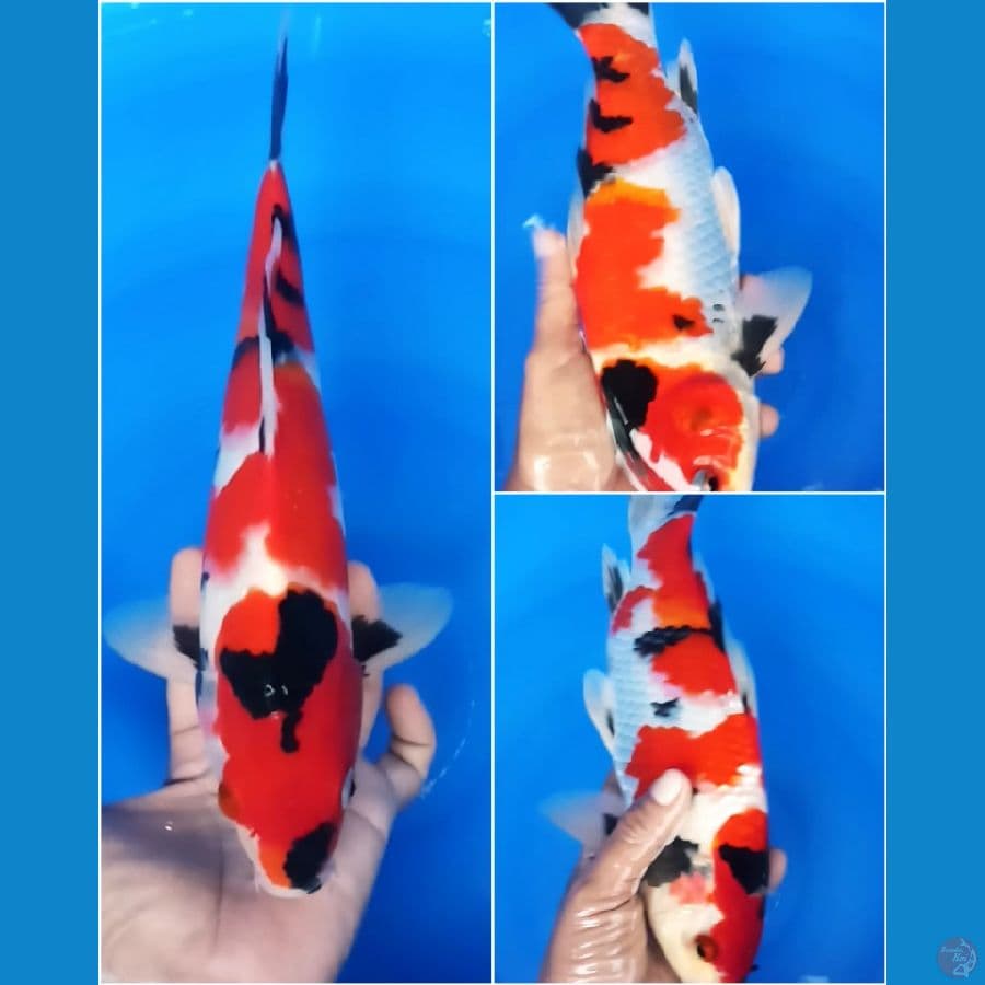 SHOWA SANSHOKU 31 CM / MALE
