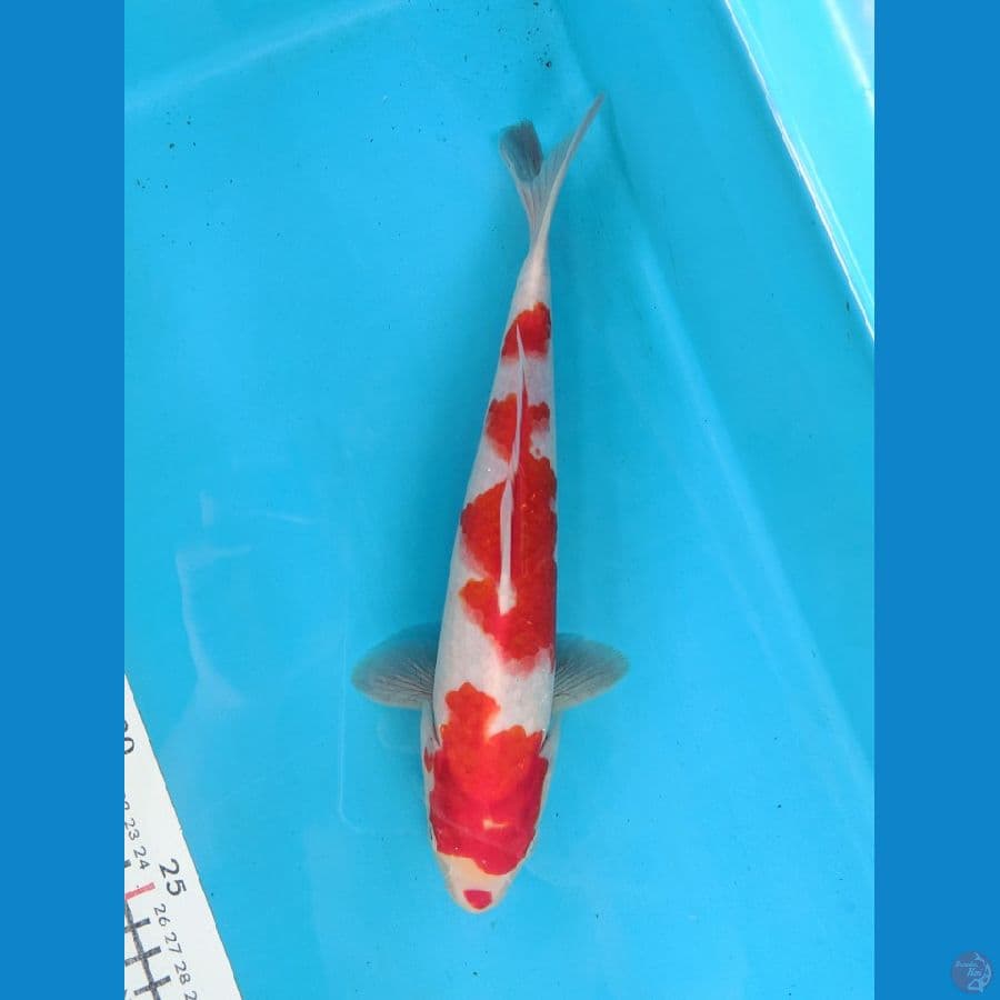 KOHAKU 26CM FEMALE