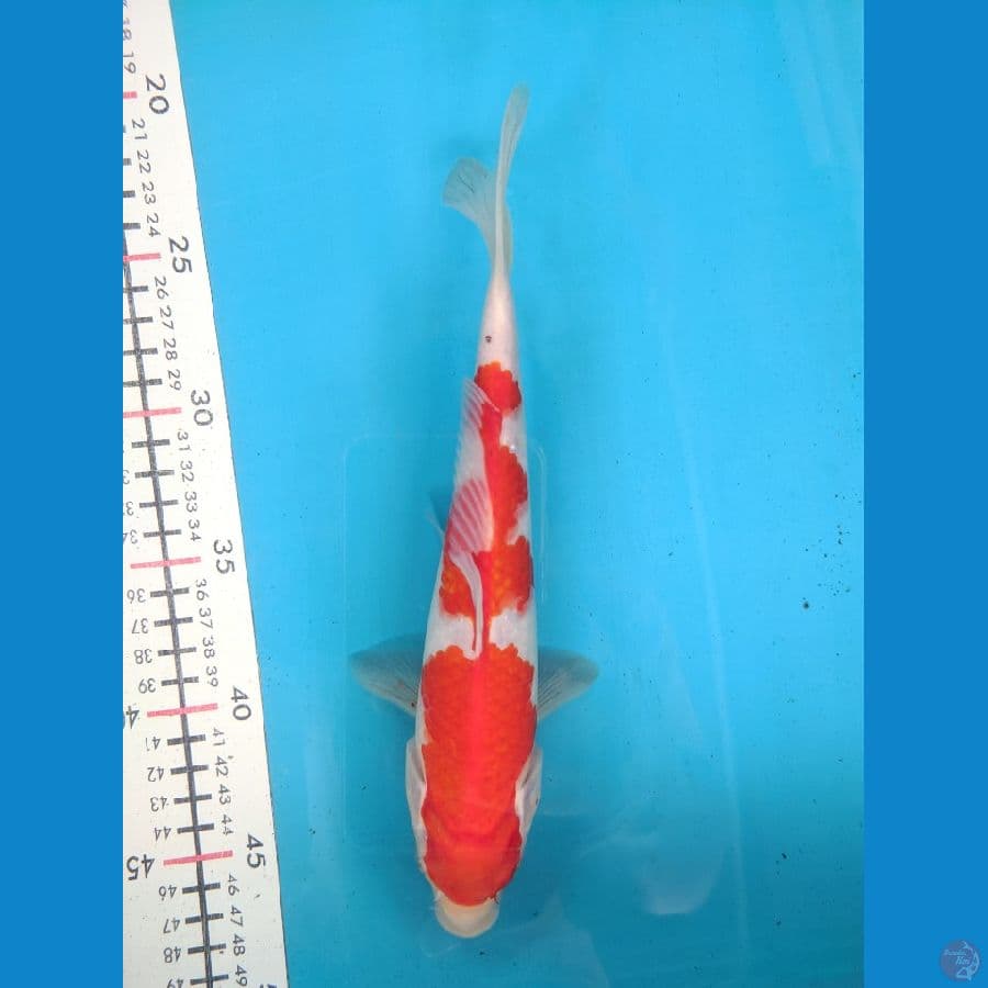 KOHAKU 25CM FEMALE 