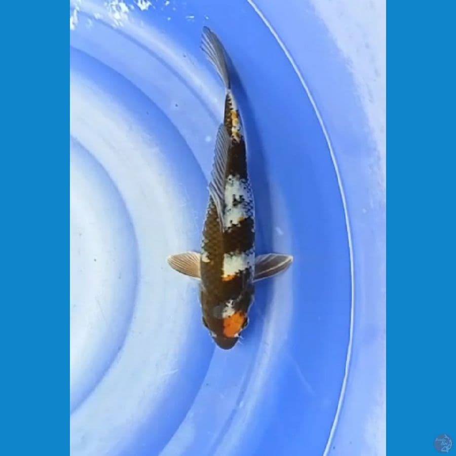 showa 37 cm