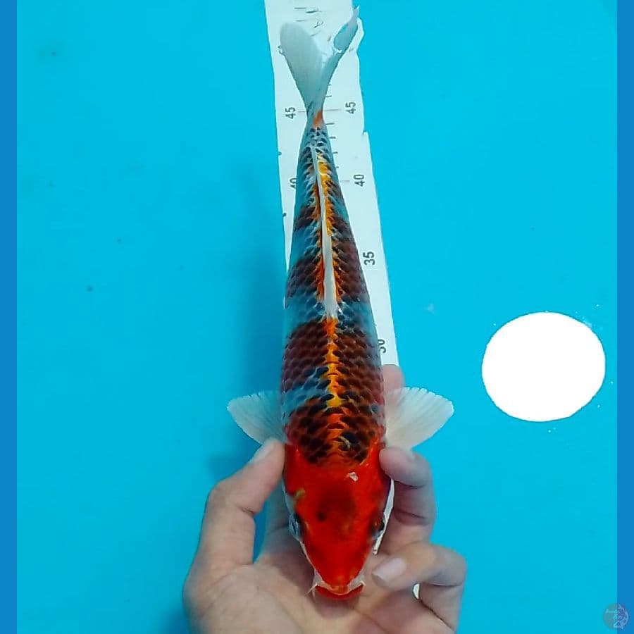 Kujaku Male 27cm