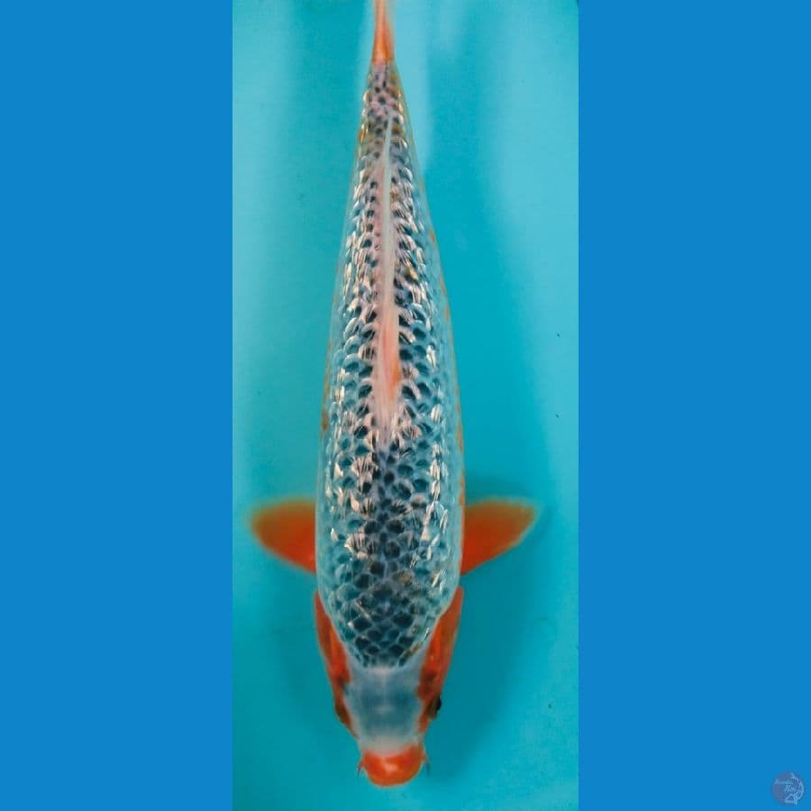 asagi gindrin SQ 31cm
