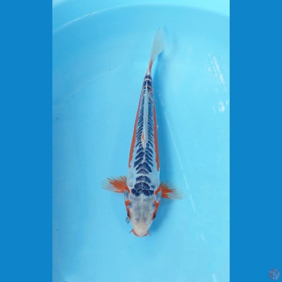 Shusui 28cm