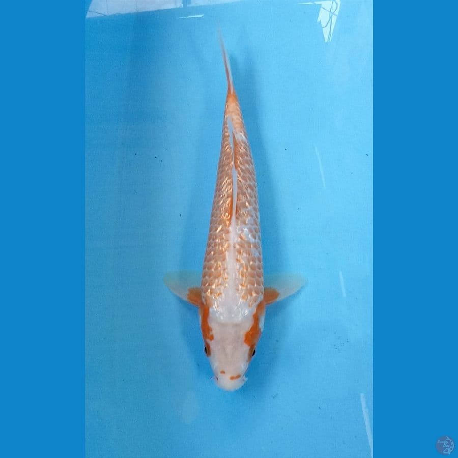 Asagi Kanoko ginrin 28cm