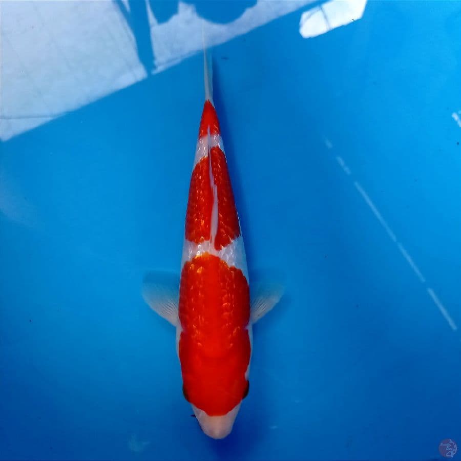 kohaku ginrin, 23 cm