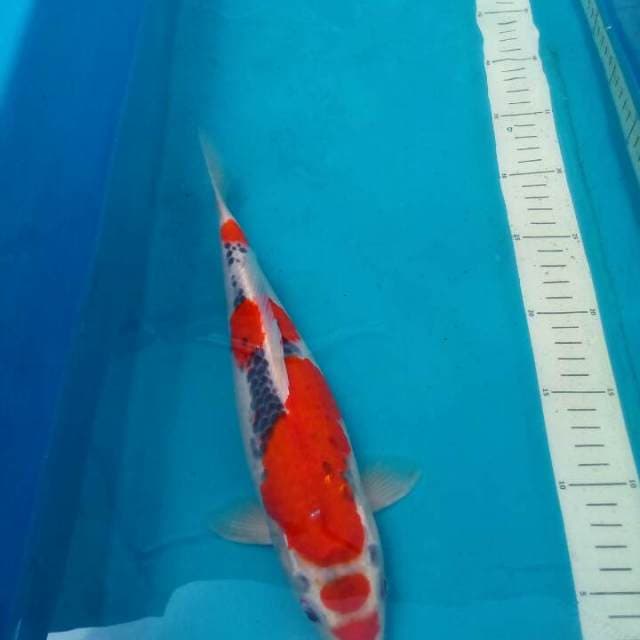 Maruten Goshiki