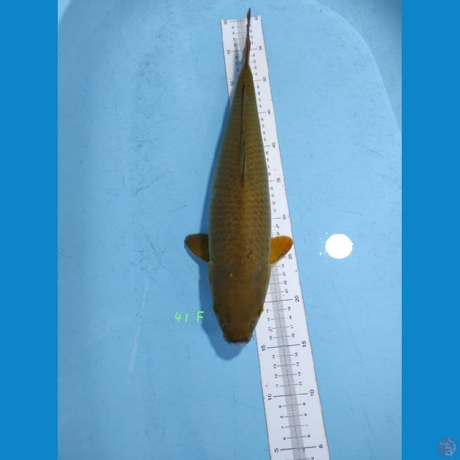 cagoi 41 cm female