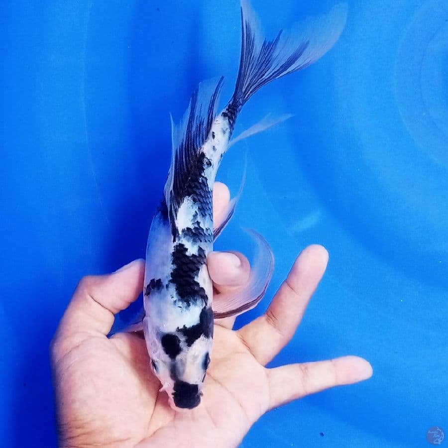 kumpay shiro 30 BU