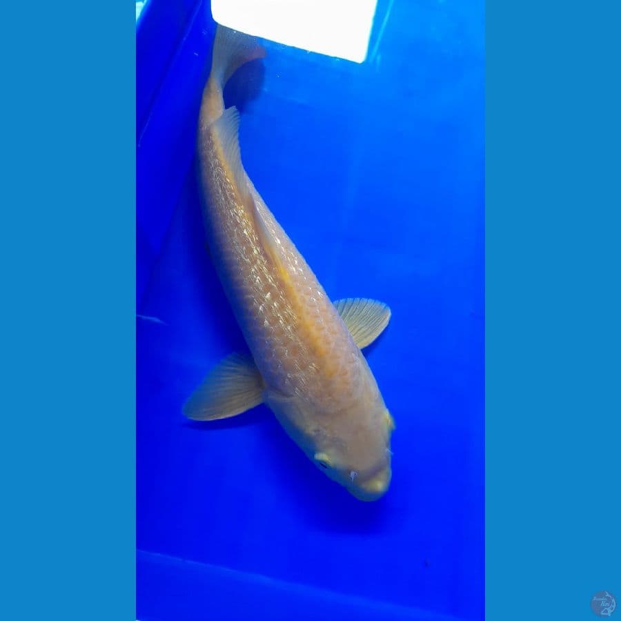 Karasi caramel gindrin 32cm