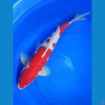 M50cm, kohaku pola original merah strong