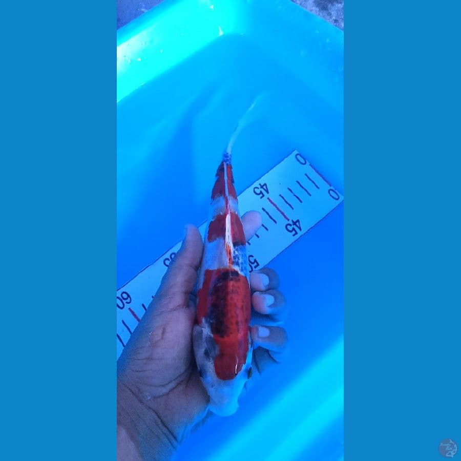 goshiki 24 cm