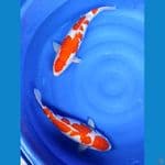 Breeder AKF Kohaku 46&51cm Female