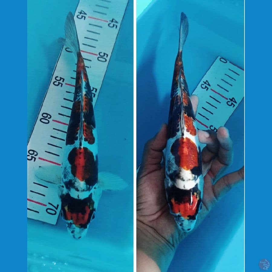 benni kikokuryu 26 cm
