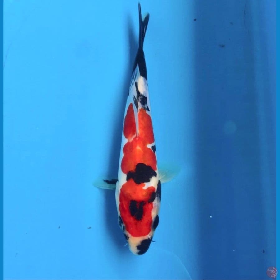 showa doitsu 18cm