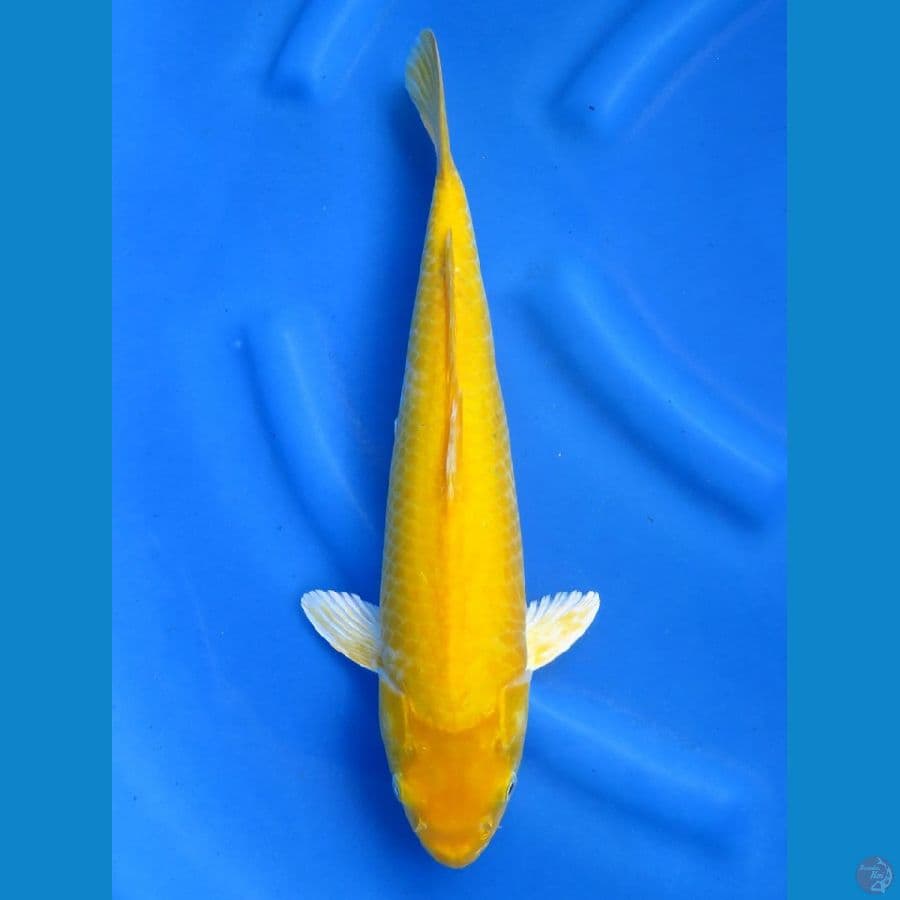 Red Eye karasi , 37cm