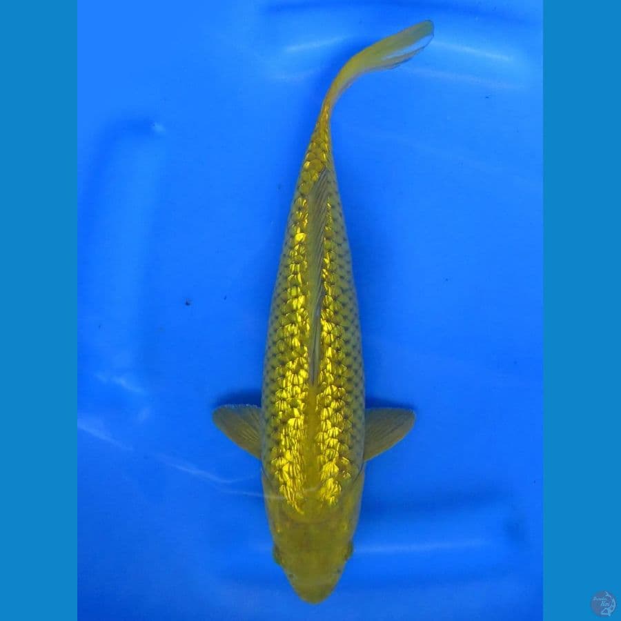 Midorigoi , 30cm