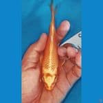 hikari mujimono super Quality 15 cm