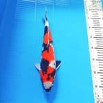 Showa 33 cm