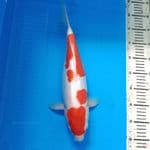 Kohaku doit 38 cm