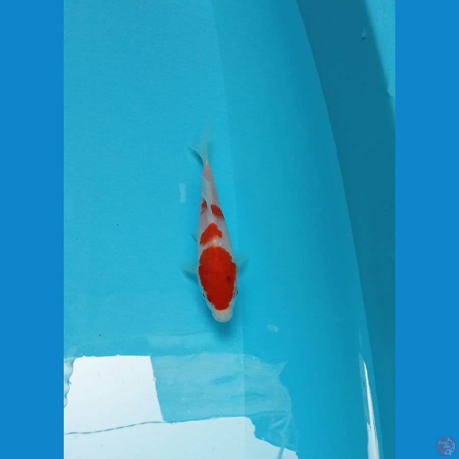Minion Kohaku HQ 15cm™
