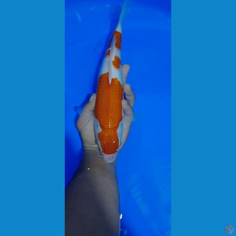 KOHAKU 31 CM MERAPIKAN BAGIAN DEPAN AJA