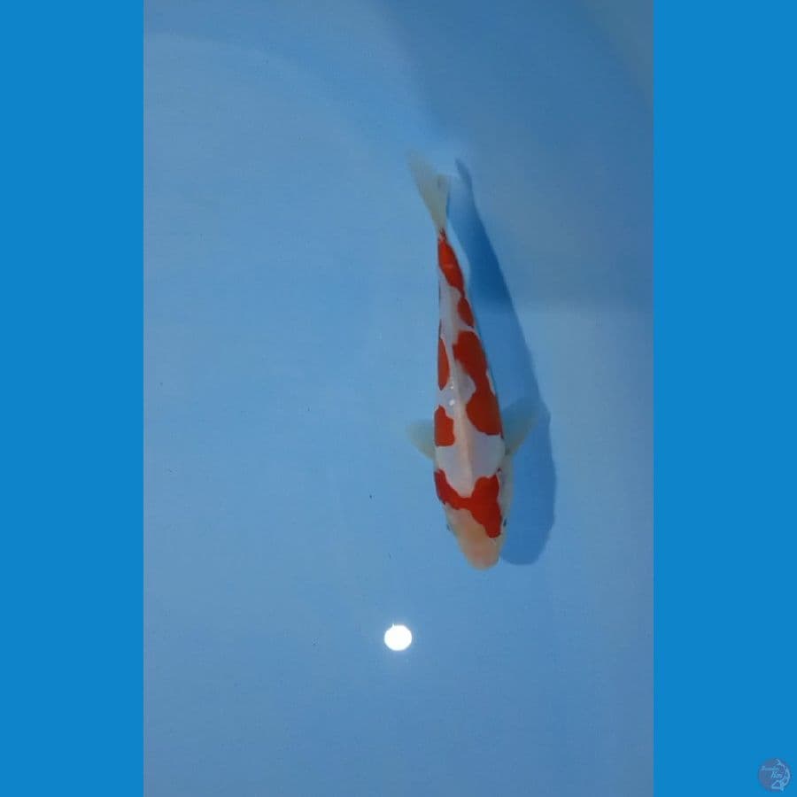 SQ kohaku 19cm doit