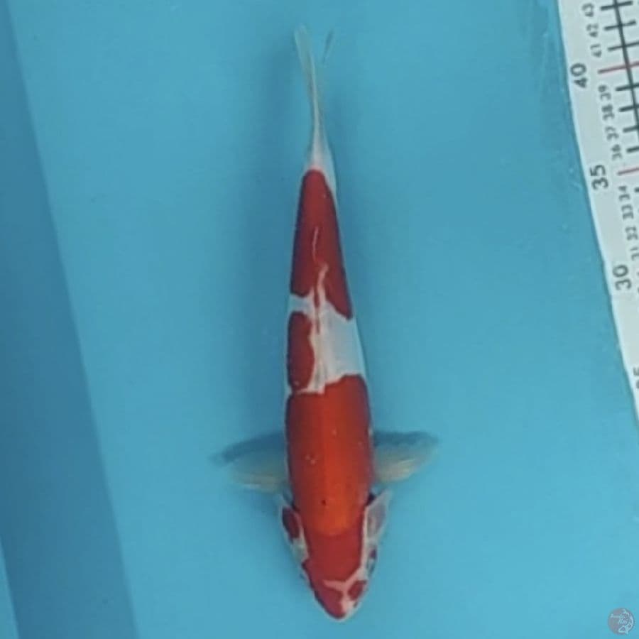 kohaku doit 27cm