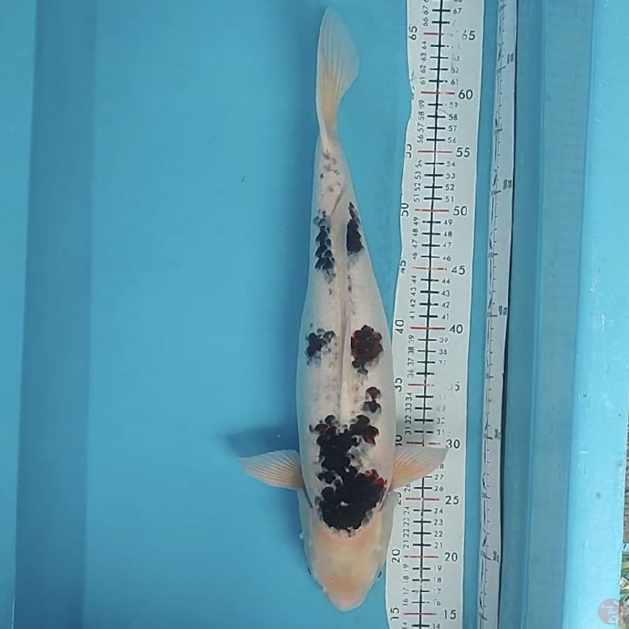 goromo 48cm/f