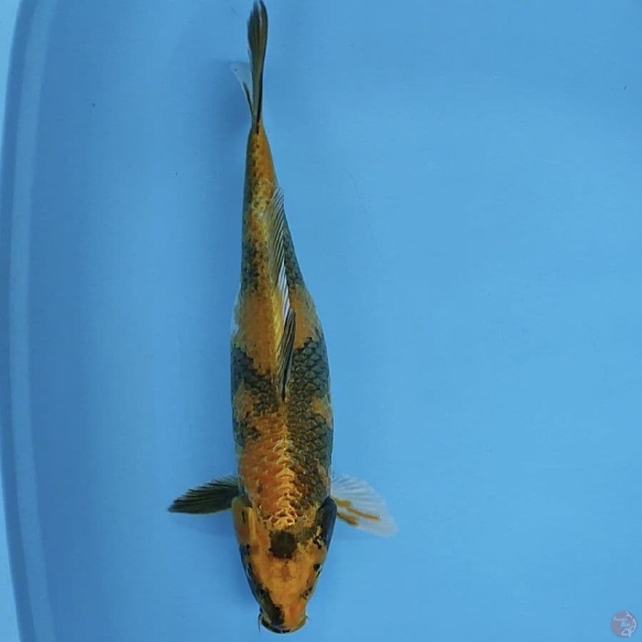 kin sowa 37cm/fmle