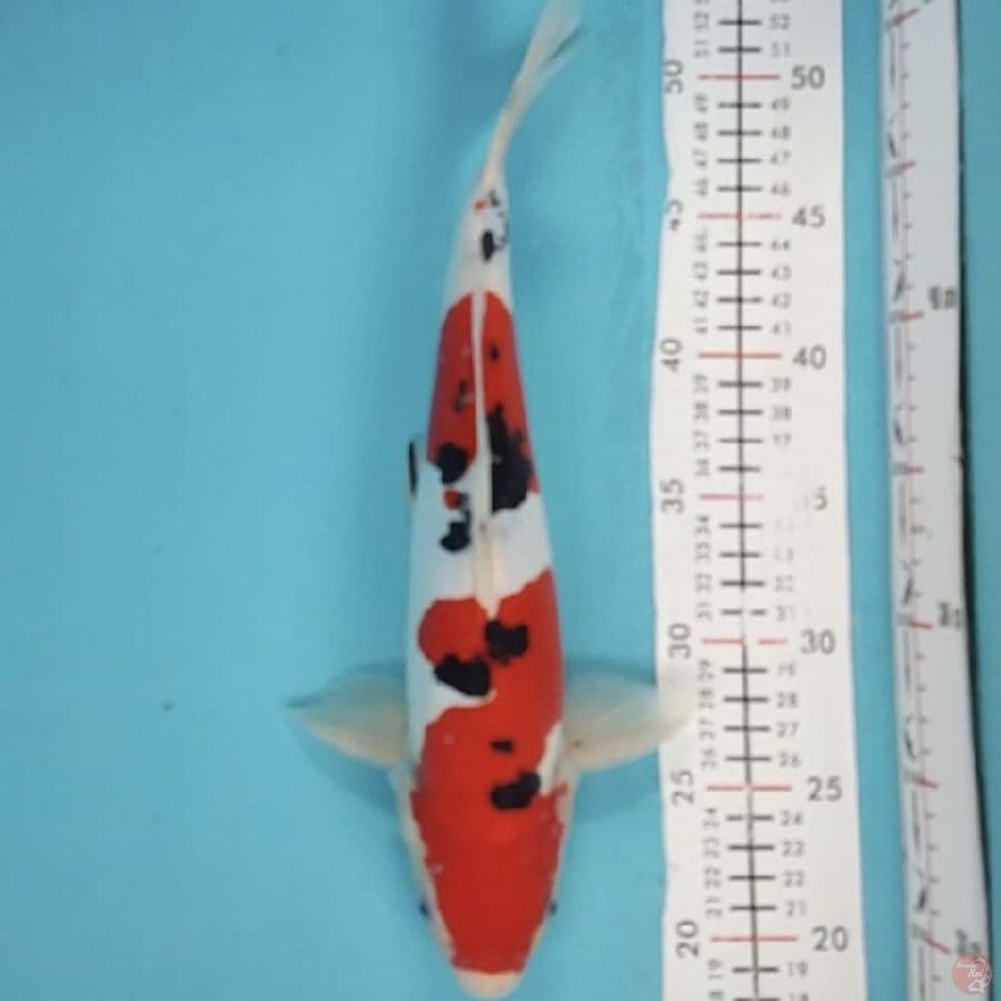 sanke doit 33cm/male