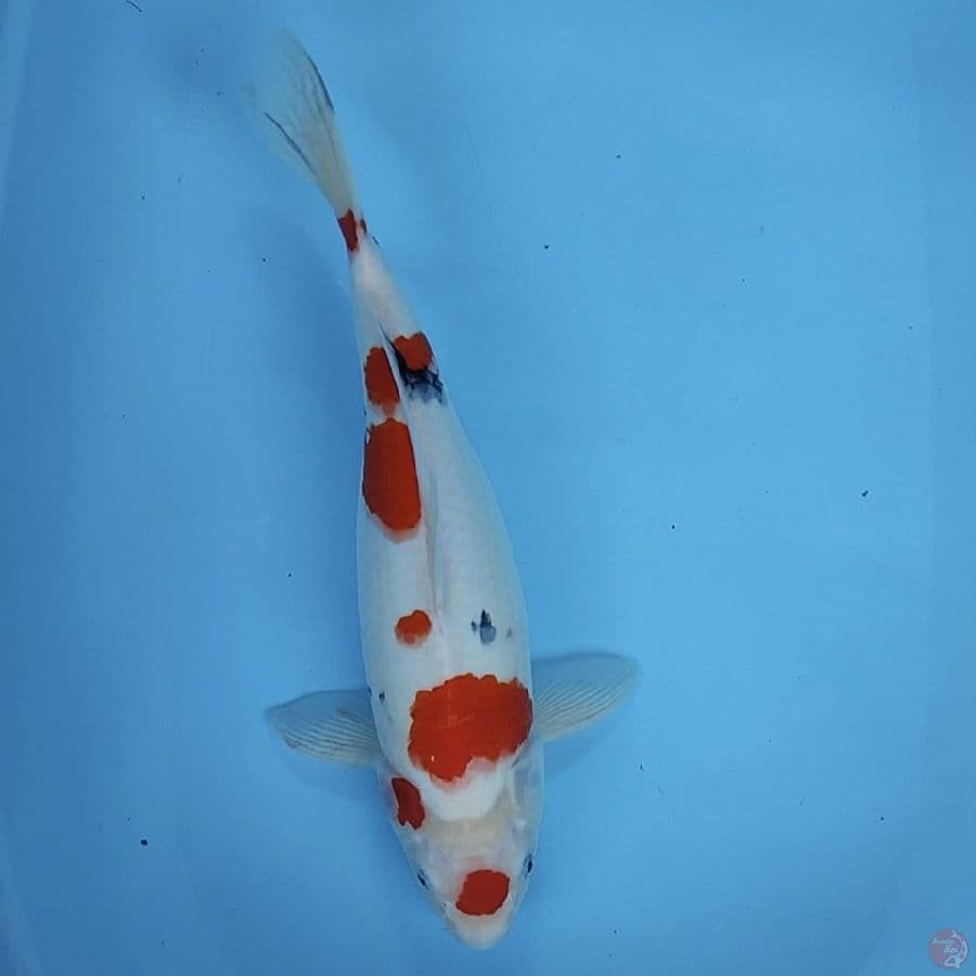 maruten sanke 39cm/gmle