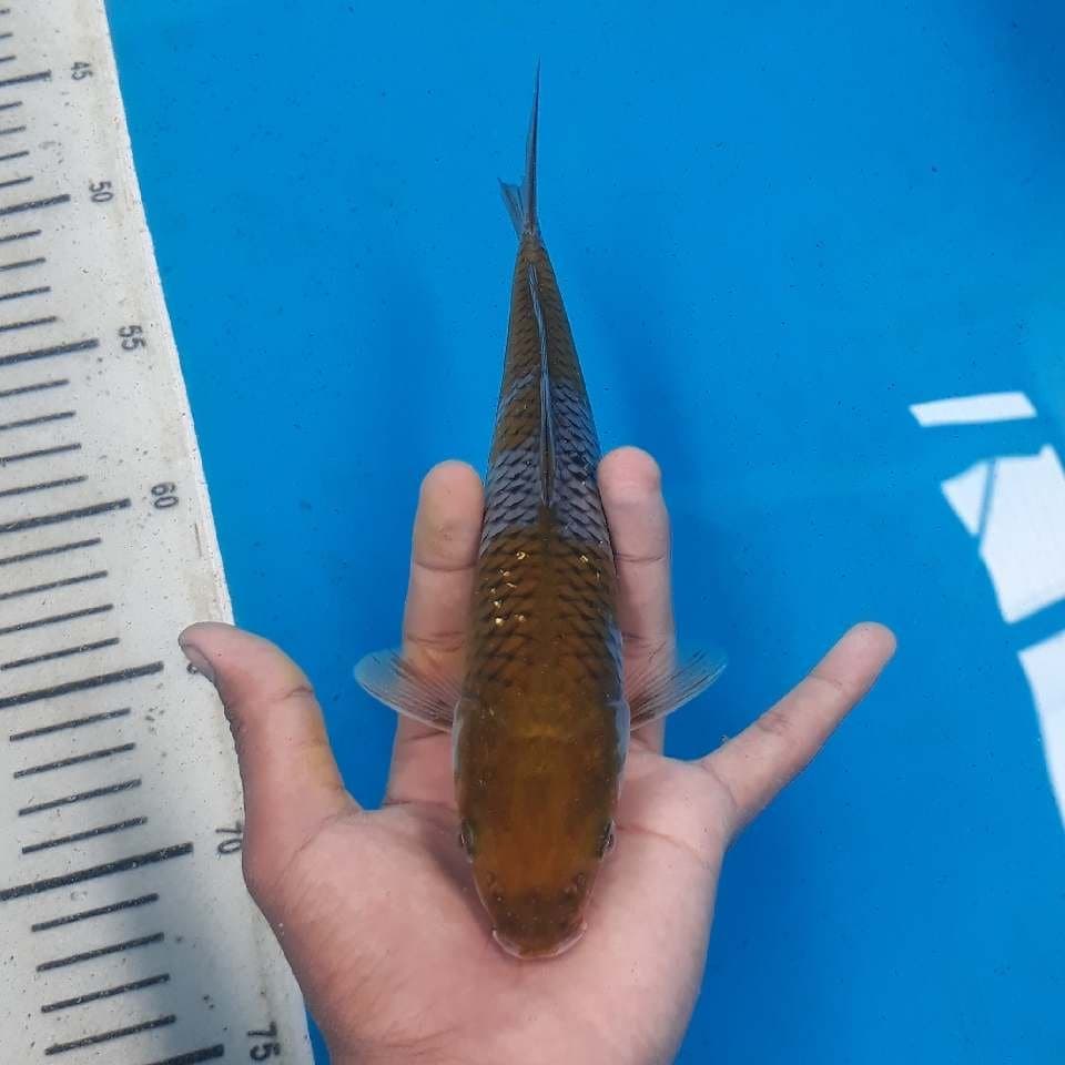 OCHIBA SHIGURE 1 (20cm)