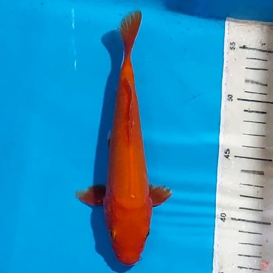BENIGOI DOITSU 22 CM MERAH TEMBUS PERUT