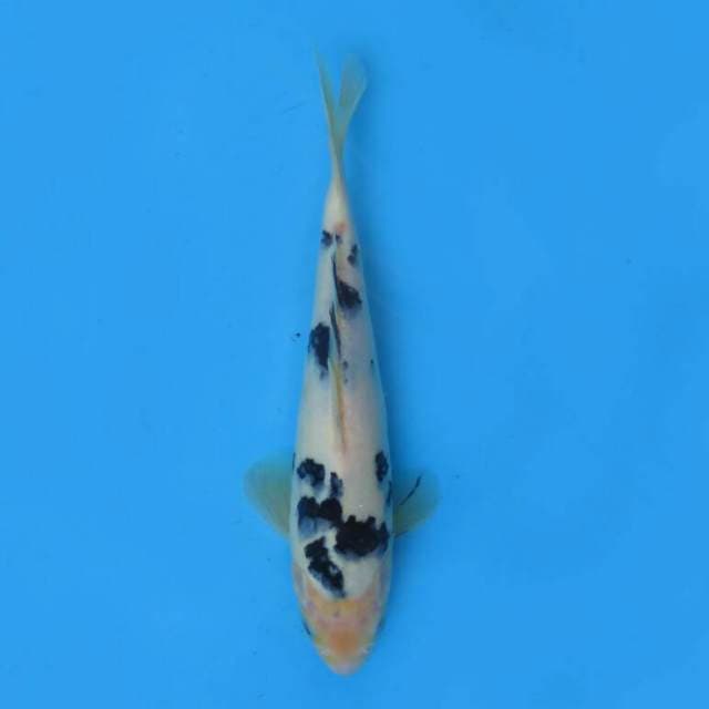 Shiro 24cm