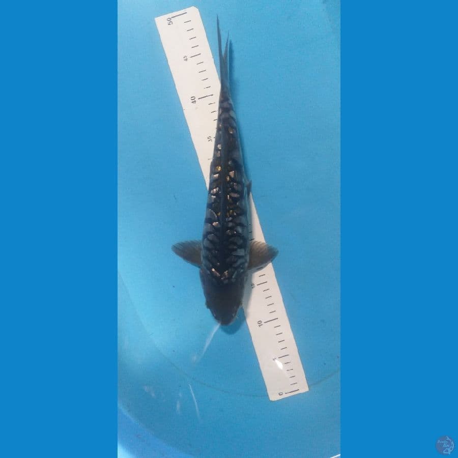 Ochiba Aragoke Ginrin 36cm/M