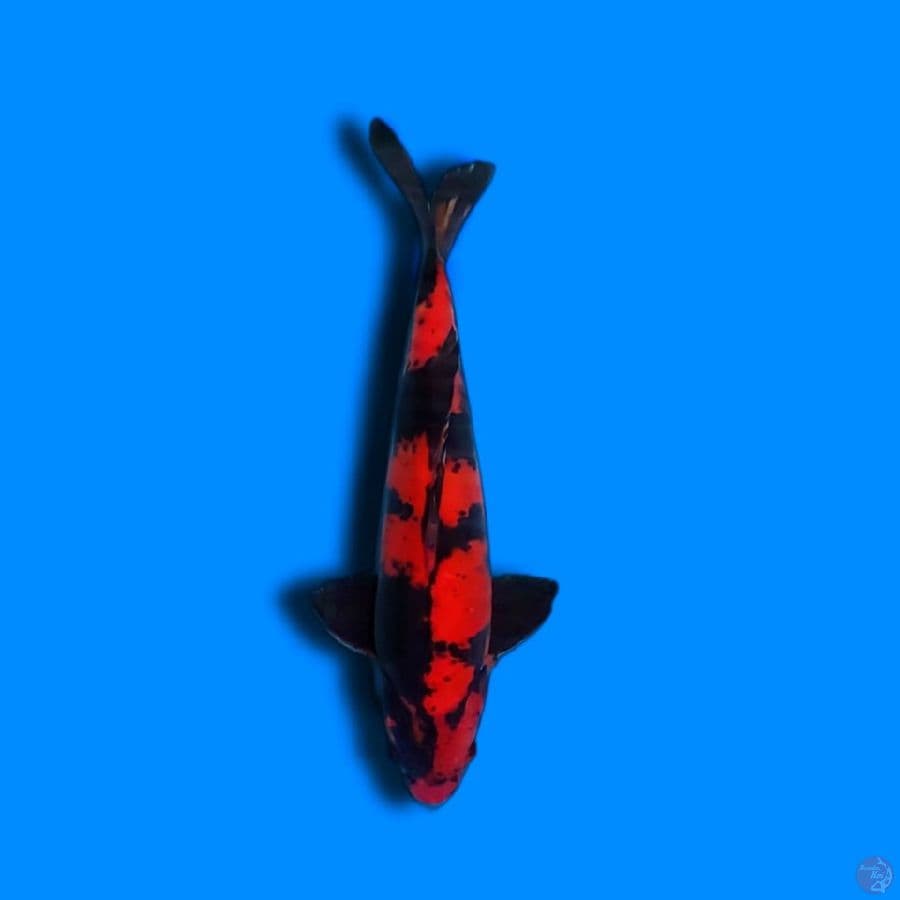 HIU DOIT MURNI ASLI MERAH 37CM male LIMITED