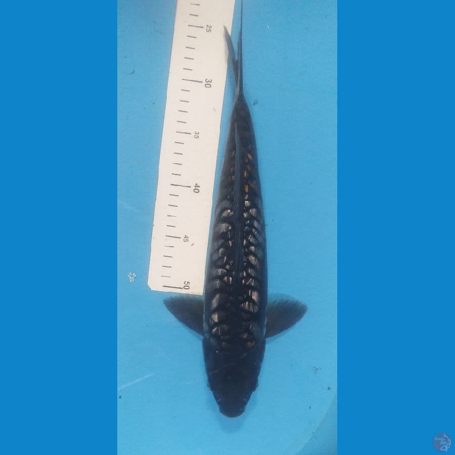 Ochiba Aragoke Ginrin 37cm