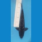 Ochiba Aragoke Ginrin 37cm