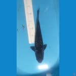 Black Aragoke 35cm