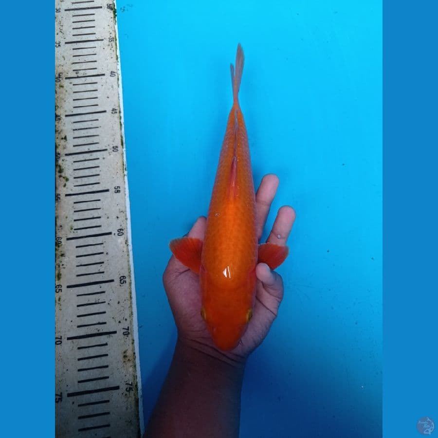 BAHAN CARAMEL 29CM 