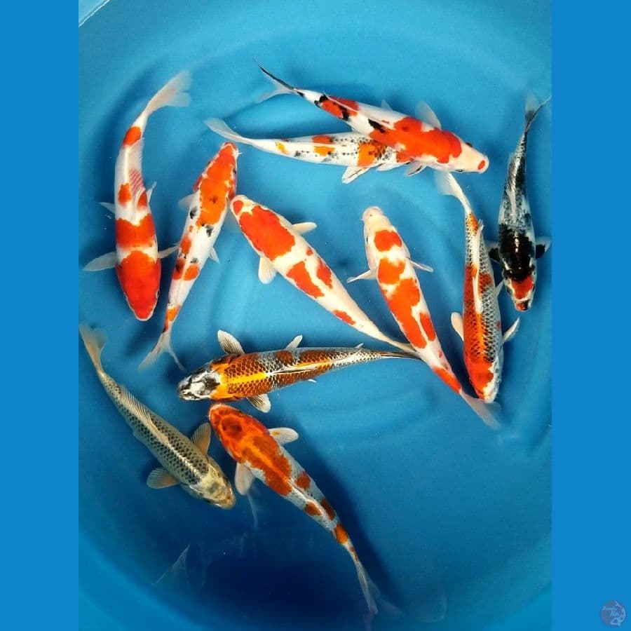 PAKET 11 EKOR 24 - 27 CM