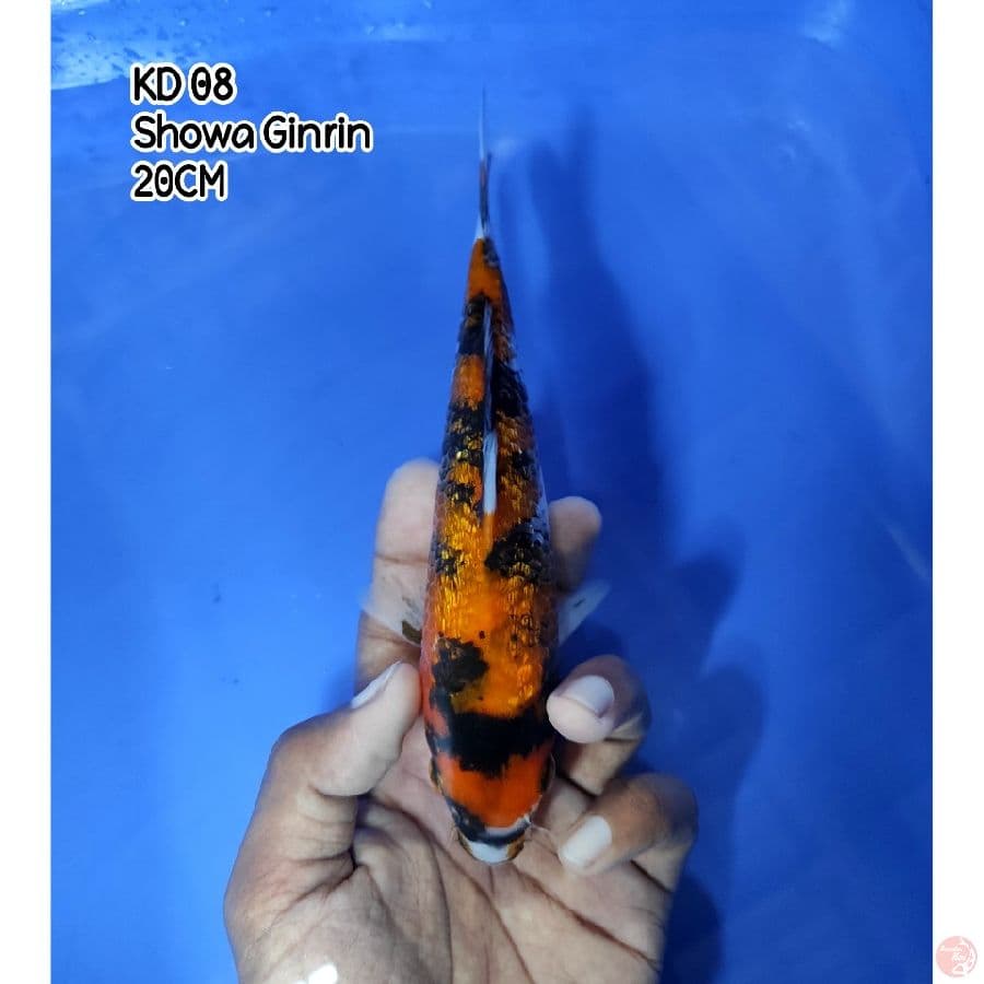 KD 08