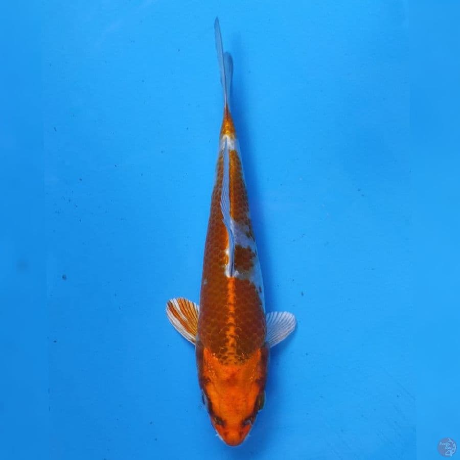 Genjiro Kujaku 
