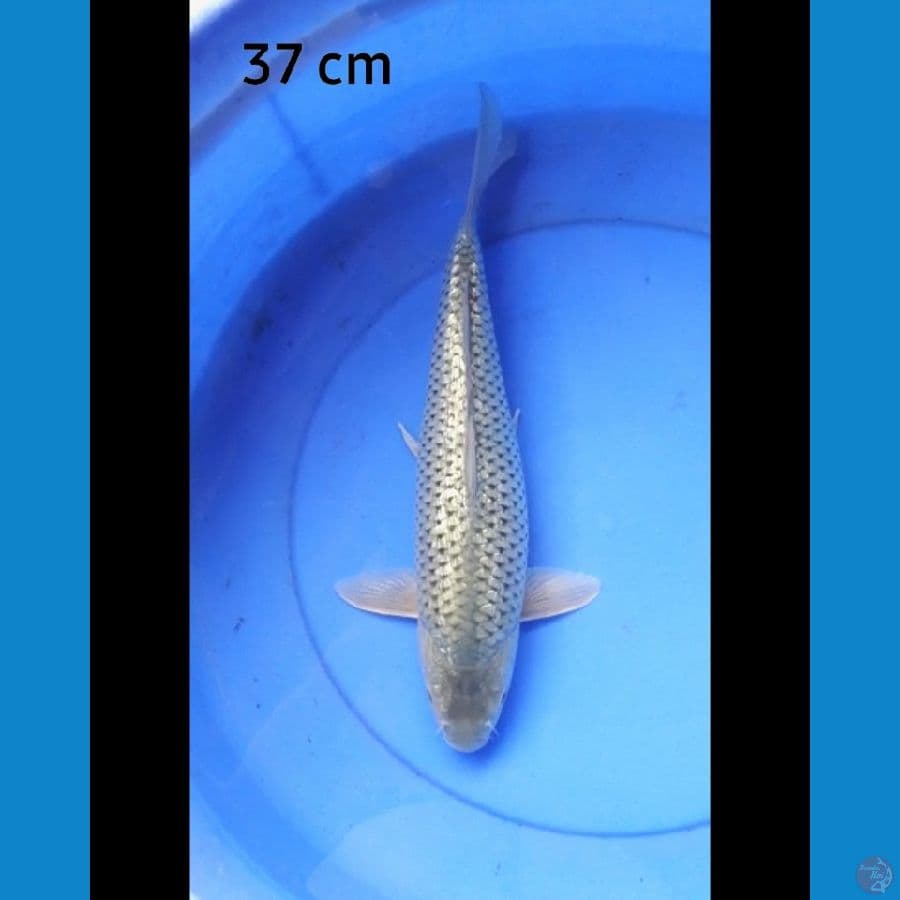 Soragoi ginrin 37 cm