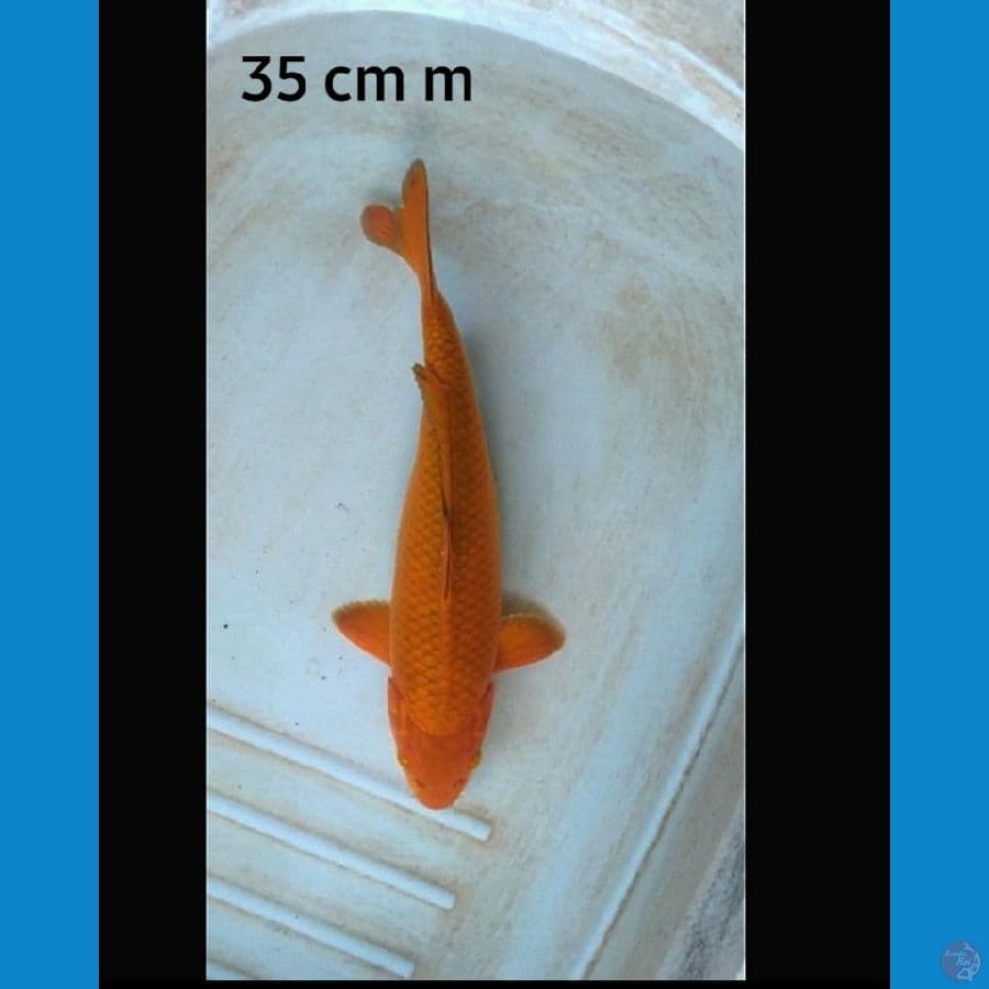 Chagoi male 35 cm