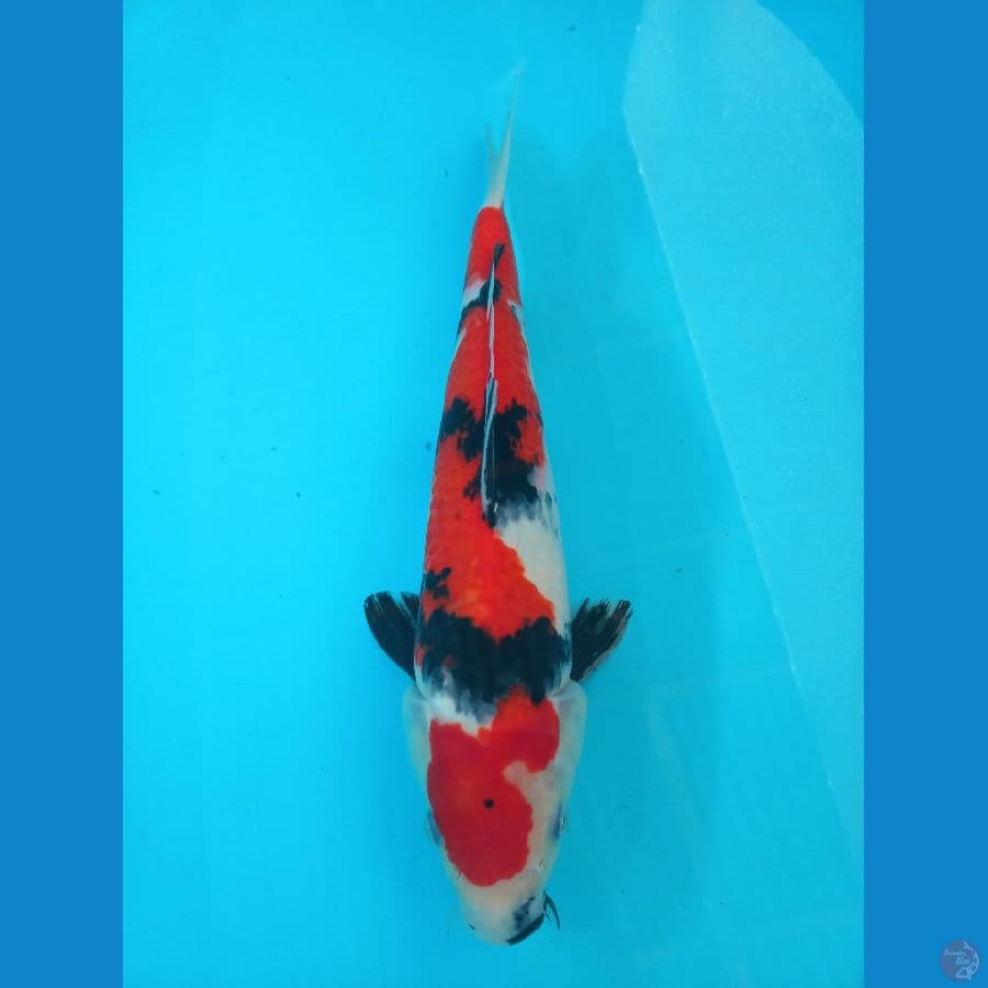 showa male 32cm